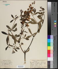 Image of Baptisia x bushii