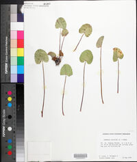 Centella asiatica image