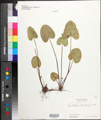 Centella asiatica image