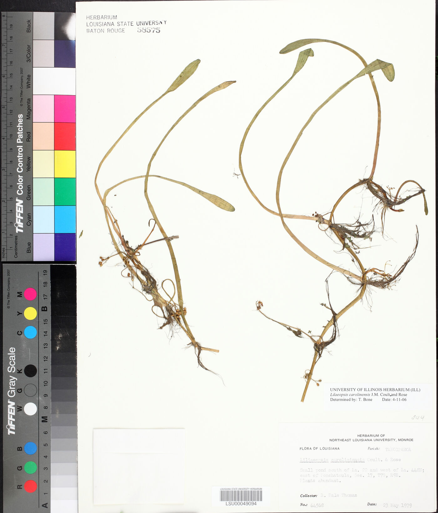 Lilaeopsis carolinensis image