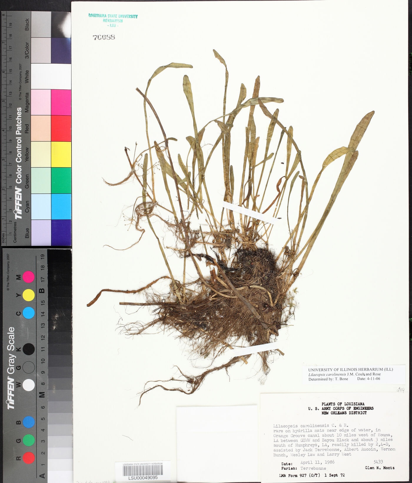 Lilaeopsis carolinensis image