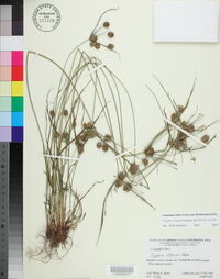 Cyperus retrorsus image