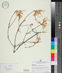 Rhododendron canescens image