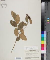 Leucothoe axillaris image