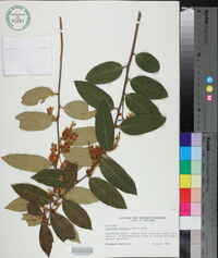 Leucothoe axillaris image