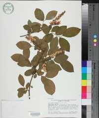 Eubotrys racemosa image