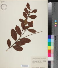 Lyonia lucida image