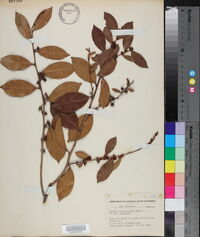 Lyonia lucida image