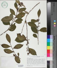 Lyonia lucida image