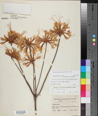 Rhododendron canescens image