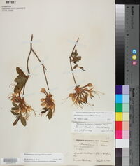 Rhododendron canescens image