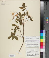 Rhododendron canescens image