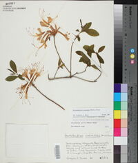 Rhododendron canescens image