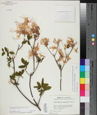 Rhododendron canescens image