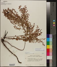 Vaccinium darrowii image
