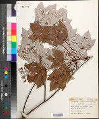 Acer rubrum var. trilobum image