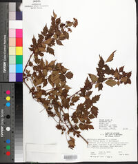 Nekemias arborea image