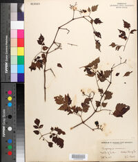Nekemias arborea image