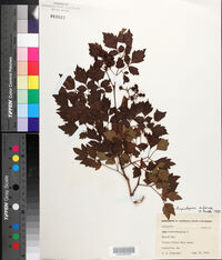 Nekemias arborea image