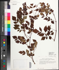 Nekemias arborea image