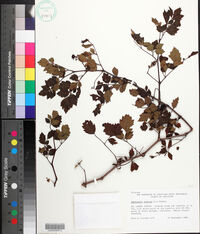 Nekemias arborea image