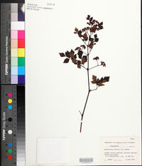 Nekemias arborea image