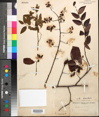 Berchemia scandens image