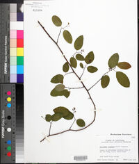 Berchemia scandens image