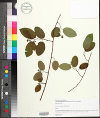 Berchemia scandens image