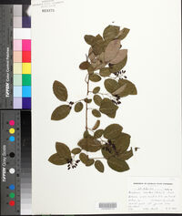 Berchemia scandens image