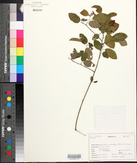 Berchemia scandens image