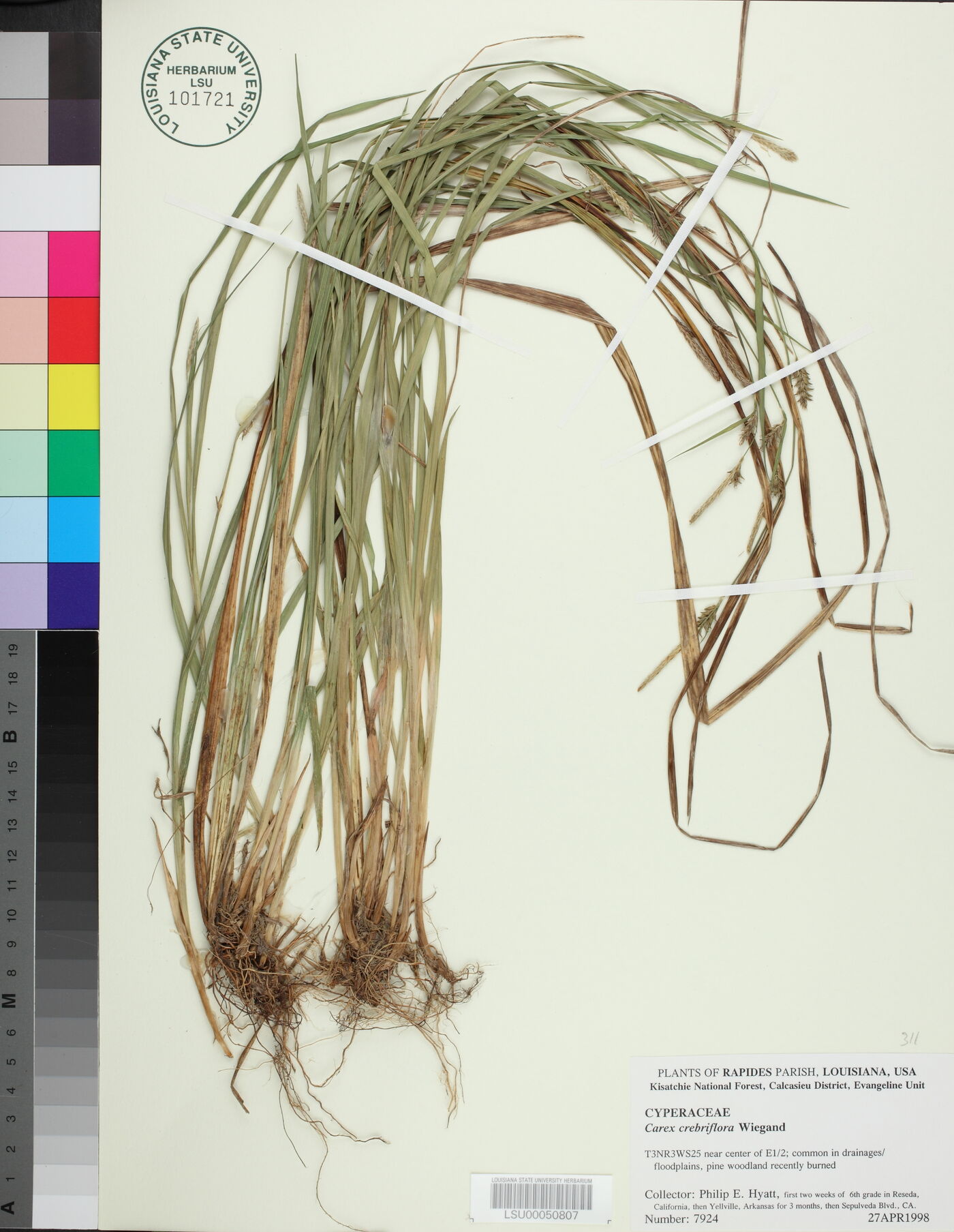 Carex styloflexa image