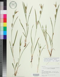 Carex flaccosperma image