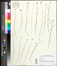 Polygala mariana image