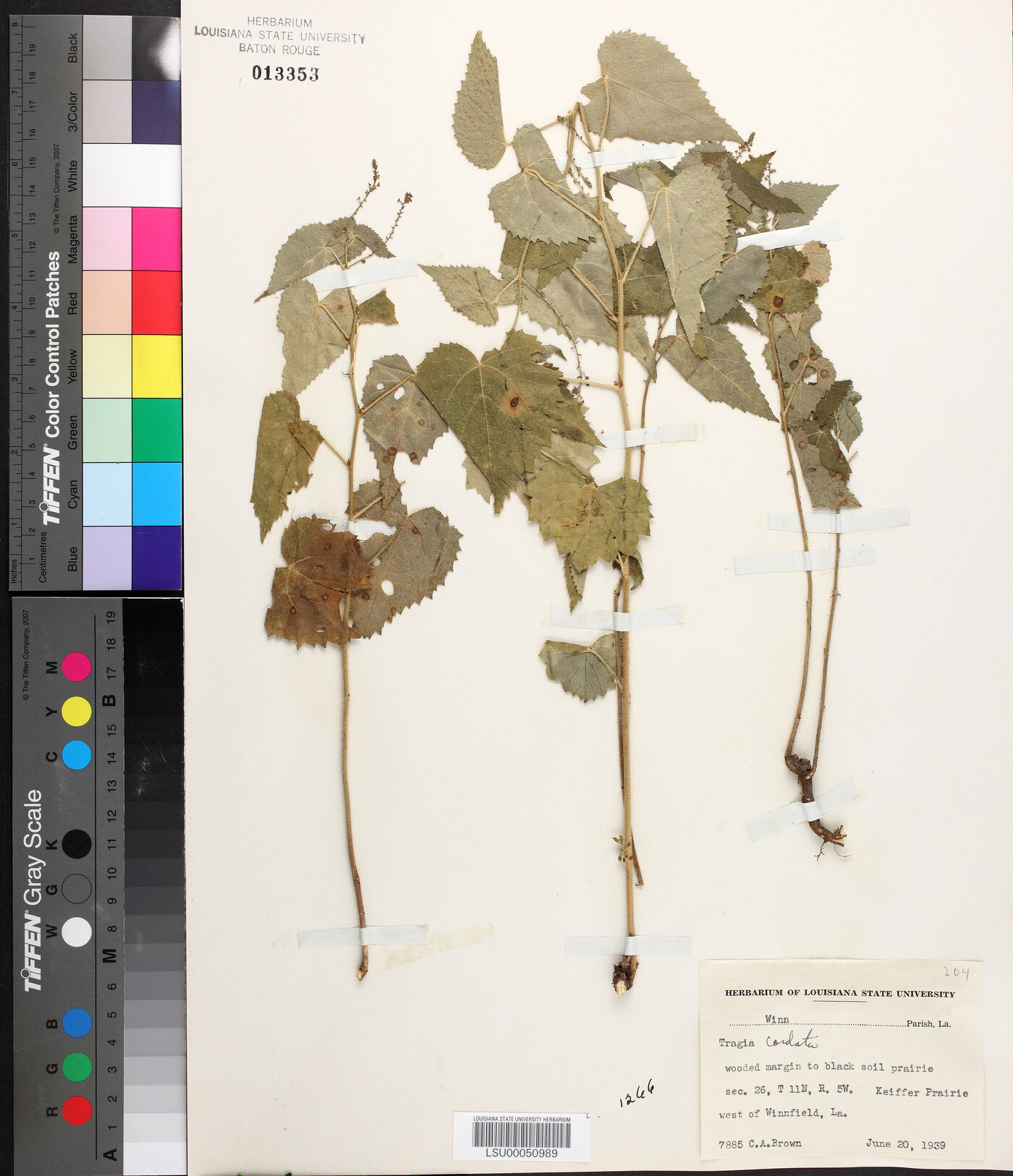 Tragia cordata image