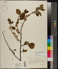 Halesia diptera image