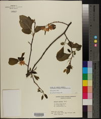 Halesia diptera image