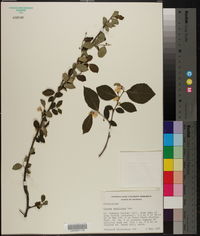 Styrax americanus image