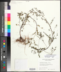 Phyllanthus tenellus image