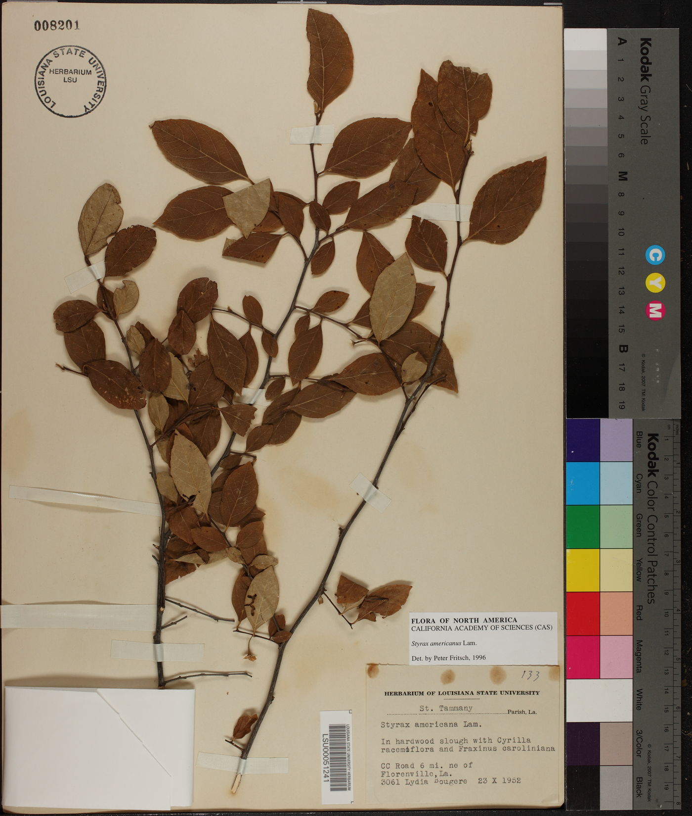 Styrax americanus image