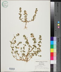 Lysimachia arvensis image