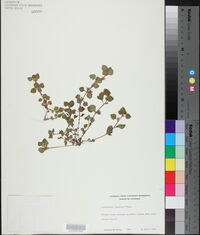 Lysimachia japonica image