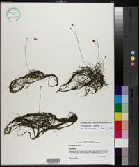 Utricularia gibba image