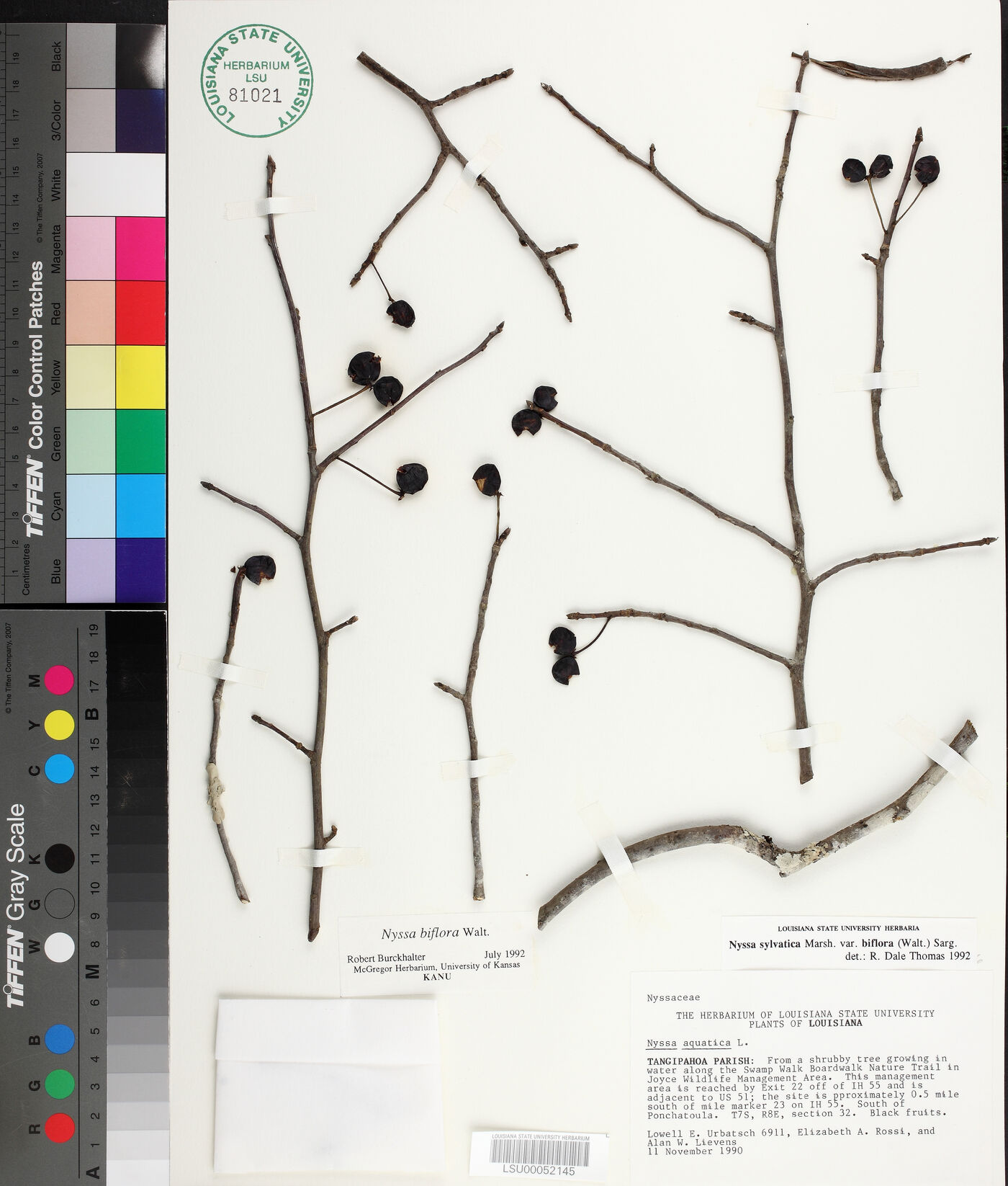 Nyssa biflora image