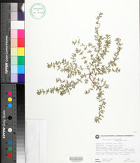 Euphorbia humistrata image