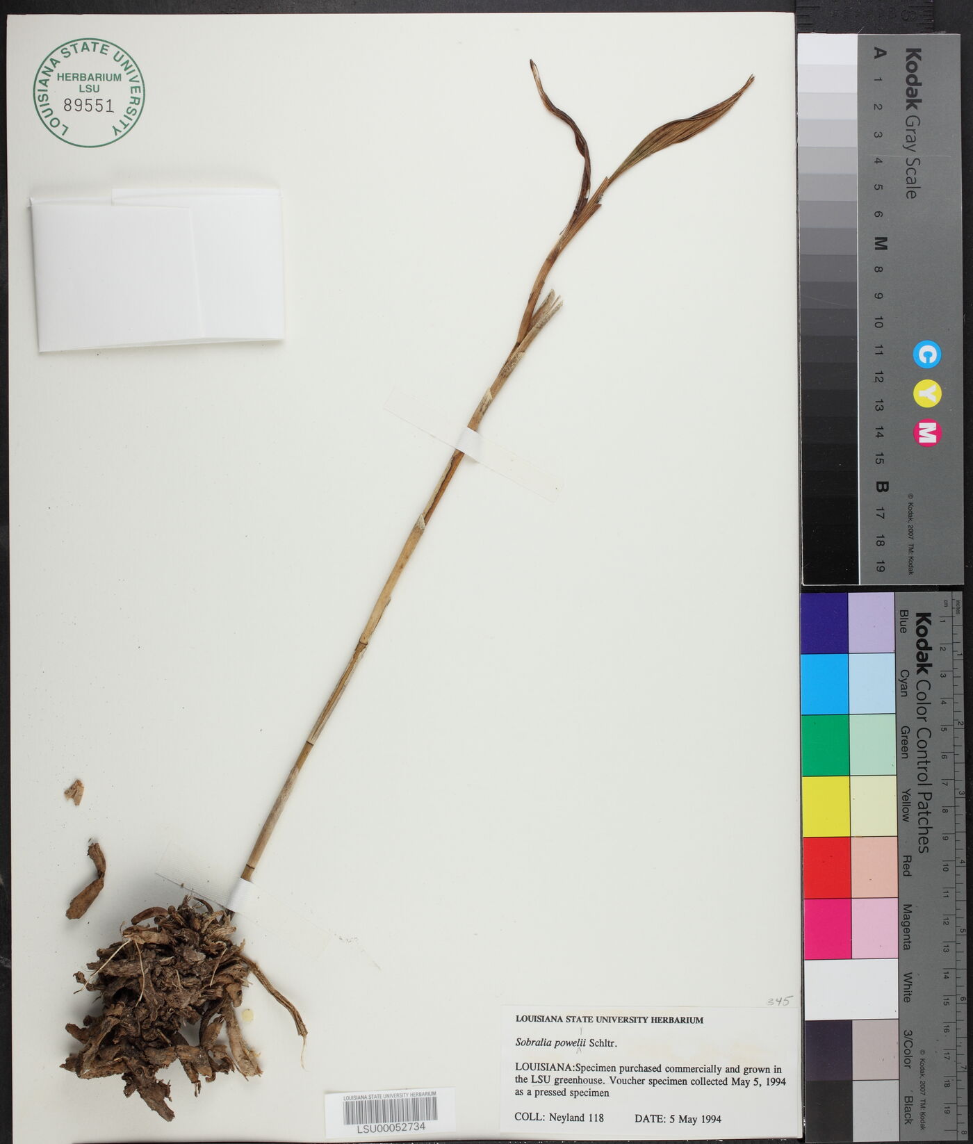 Sobralia powellii image