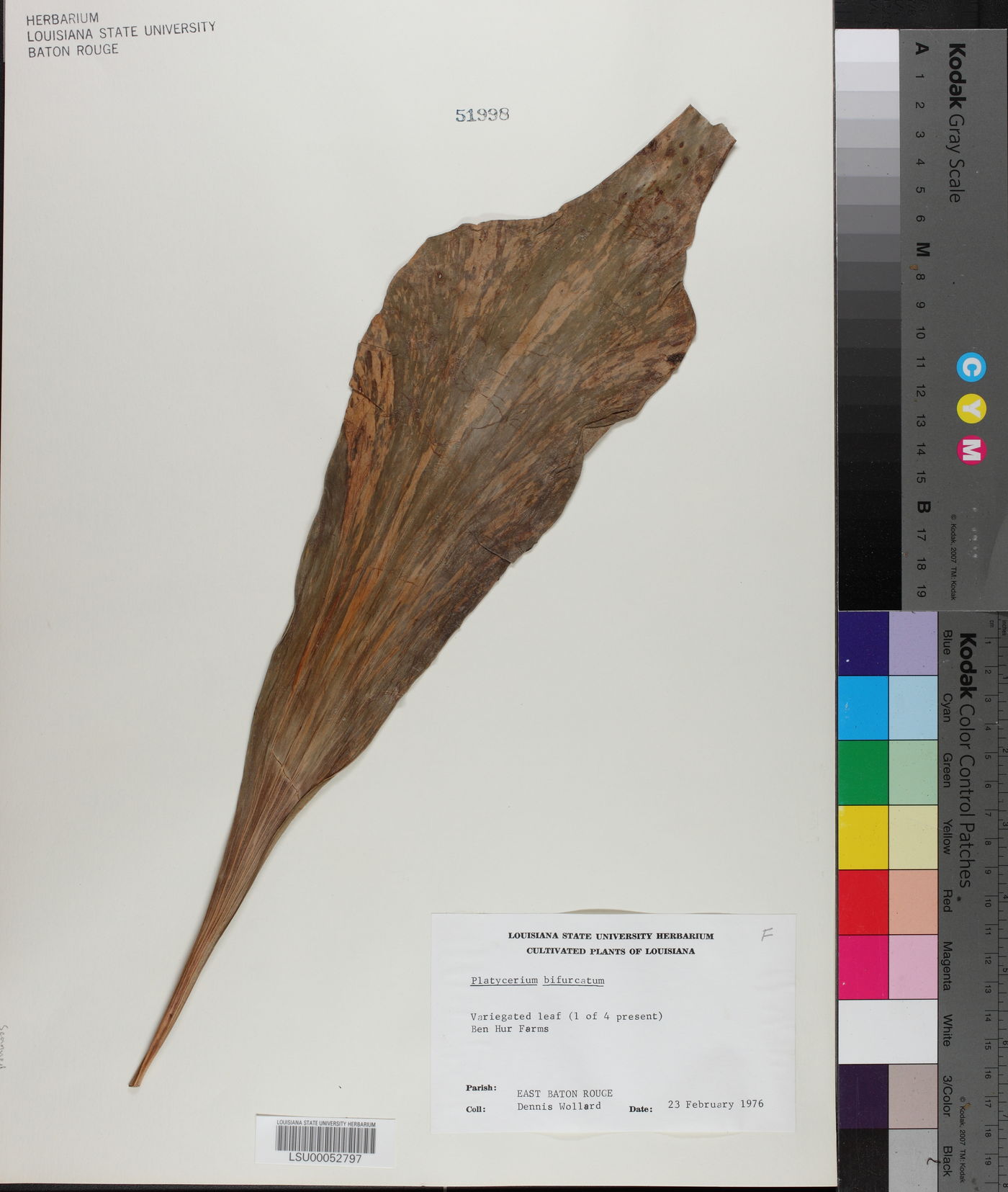 Platycerium bifurcatum image