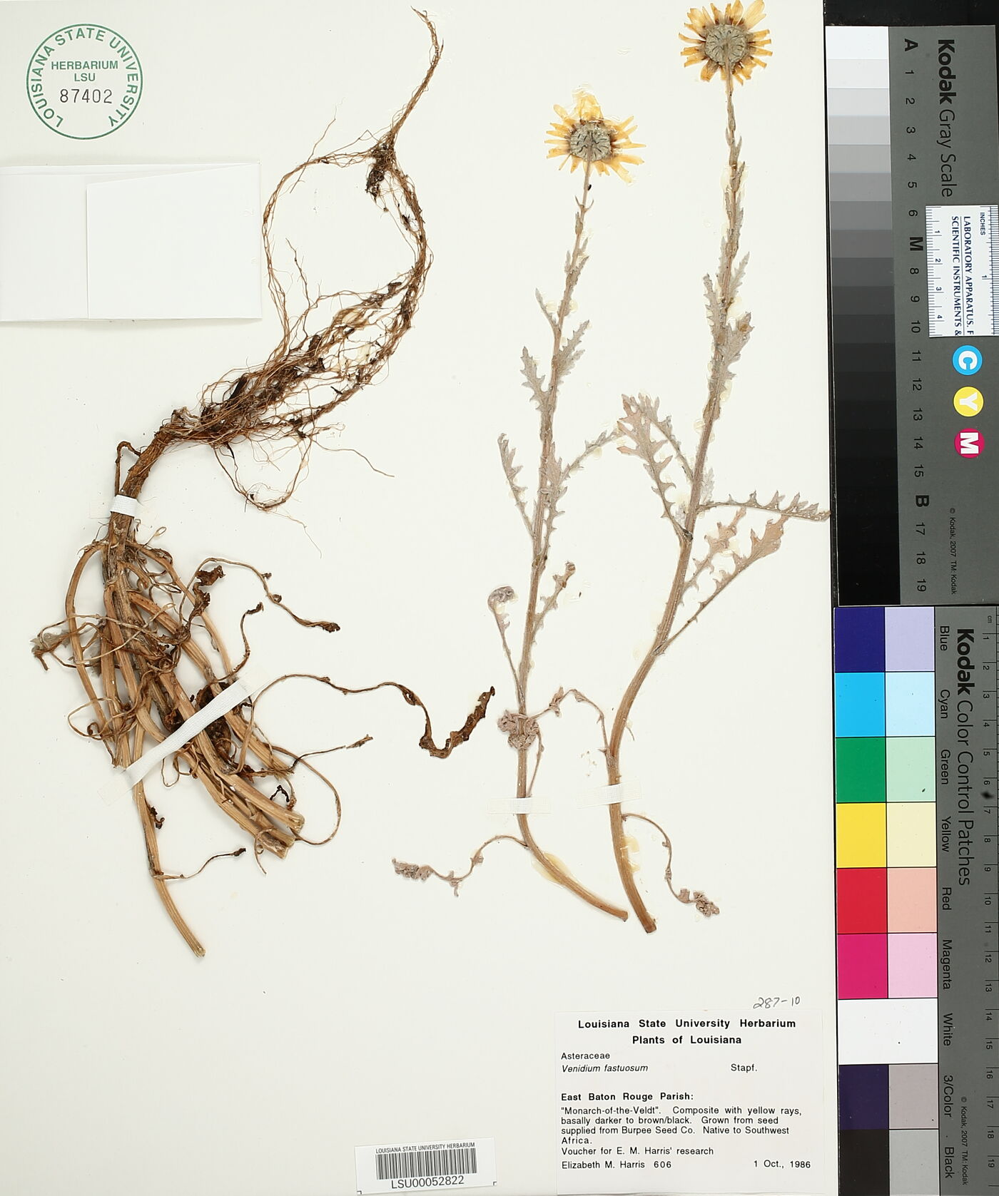 Venidium image