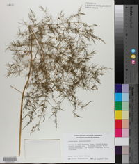 Asparagus pseudoscaber image