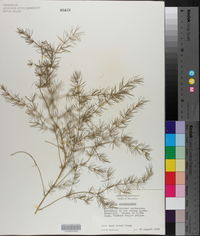 Image of Asparagus pseudoscaber